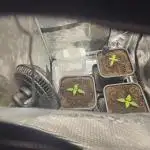 Royal AK Fem + O.G. Kush RQS