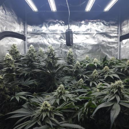 Royal AK Fem + O.G. Kush RQS