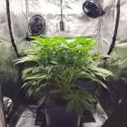 Royal AK Fem + O.G. Kush RQS