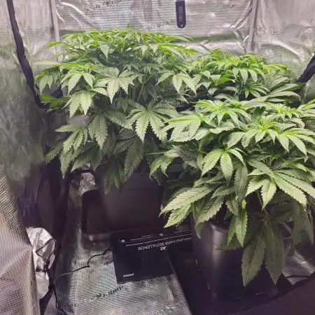 Royal AK Fem + O.G. Kush RQS