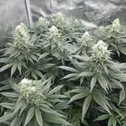 Royal AK Fem + O.G. Kush RQS