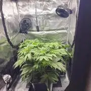 Royal AK Fem + O.G. Kush RQS