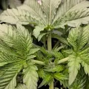 Royal AK Fem + O.G. Kush RQS