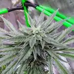 Stephen Hawking Kush - Alphakronik Genes