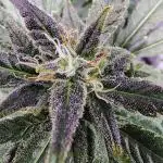 Stephen Hawking Kush - Alphakronik Genes