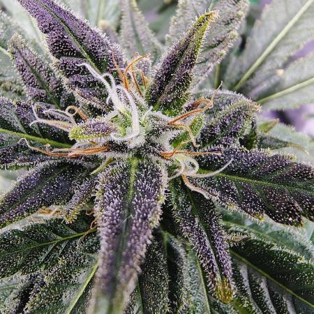 Stephen Hawking Kush - Alphakronik Genes