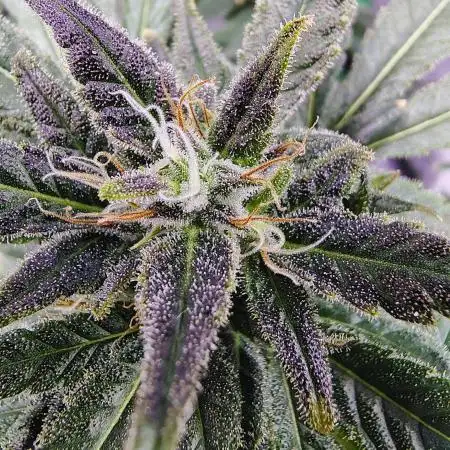 Stephen Hawking Kush - Alphakronik Genes