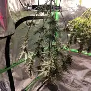 (Seed Run) Gelato X Granddaddy Purple