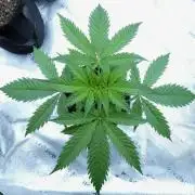 Wyrm Whiskers (F1 Test seed)