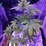 CBD Dragon F3 Male (for pollen)