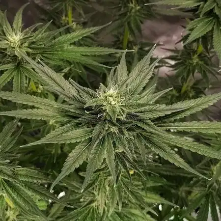 Stephen Hawking Kush - Alphakronik Genes