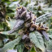 (Seed Run) Fruity Pebbles 2.0