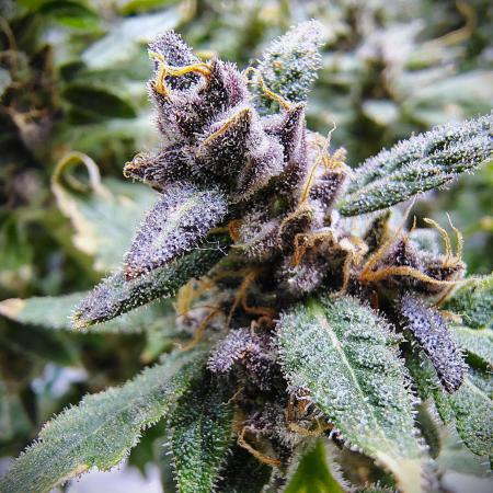 (Seed Run) Fruity Pebbles 2.0