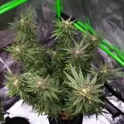 (Seed Run) Stephen Hawking Kush