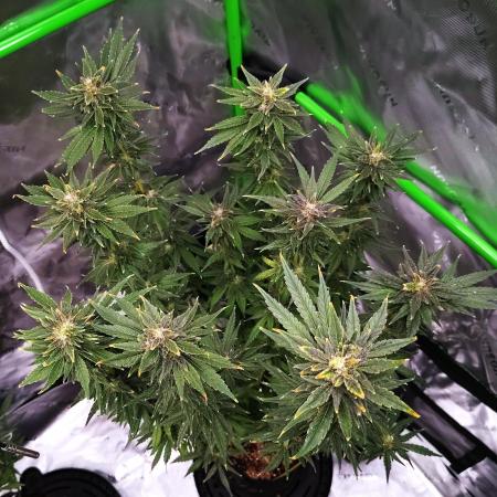 (Seed Run) Stephen Hawking Kush