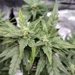 Gelato X Granddaddy Purple - QCS