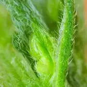 Wyrm Whiskers F1 Test