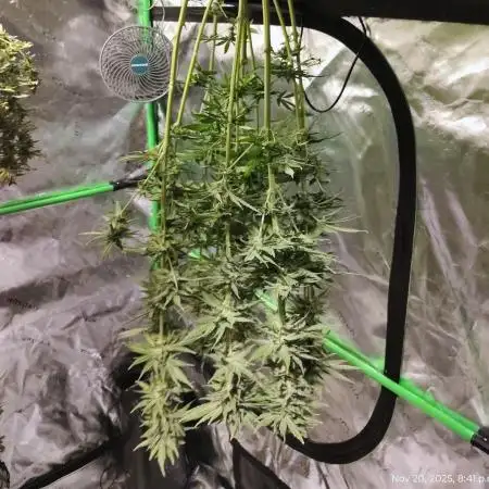 (Seed Run) Stephen Hawking Kush