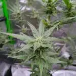 Gelato X Granddaddy Purple - QCS