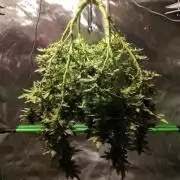 (Seed Run) Fruity Pebbles 2.0