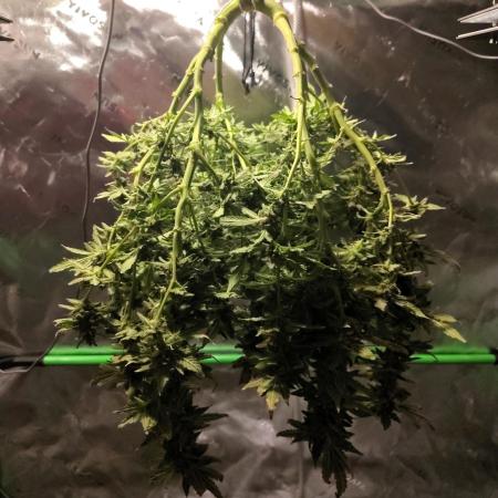 (Seed Run) Fruity Pebbles 2.0