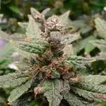 (Seed Run) Fruity Pebbles 2.0