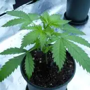 CBD Dragon F3 #2 - 7 East Genetics