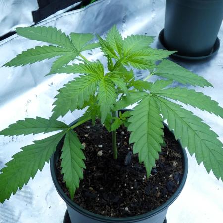 CBD Dragon F3 #2 - 7 East Genetics