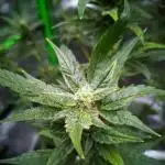 Gelato X Granddaddy Purple - QCS