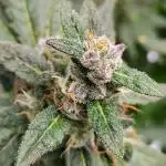 (Seed Run) Fruity Pebbles 2.0