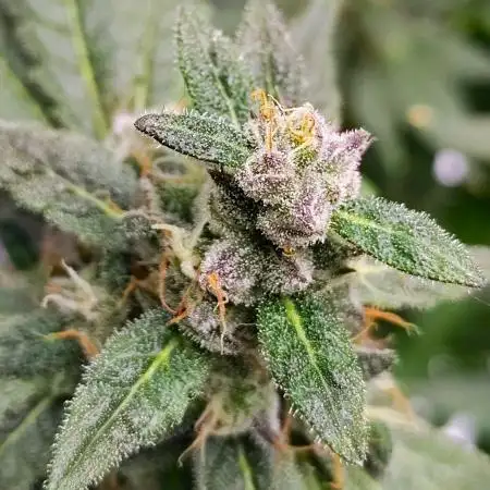 (Seed Run) Fruity Pebbles 2.0