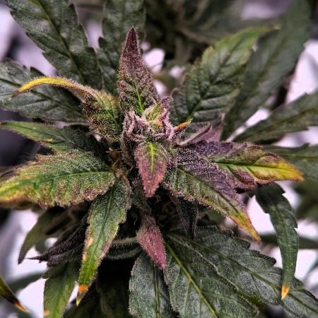 (Seed Run) Gelato X Granddaddy Purple