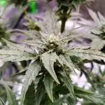 Gelato X Granddaddy Purple - QCS