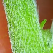 Chopped, Male Backseat Preacher