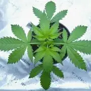 CBD Dragon F3 #2 - 7 East Genetics