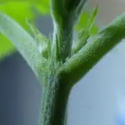 (Male, Chopped) Happy Wheels (F1 Tester)