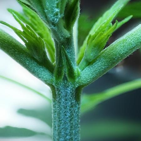 male (chopped) Perfumigate F1 Test seed