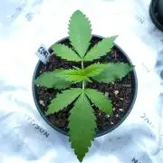 CBD Dragon F3 #2 - 7 East Genetics