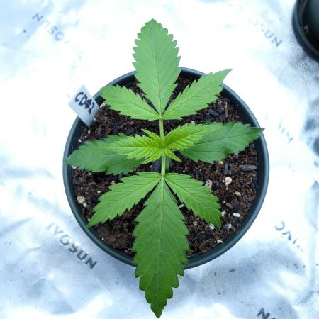 CBD Dragon F3 #2 - 7 East Genetics