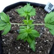 Blueberry Bastard F4 - 7 East Genetics