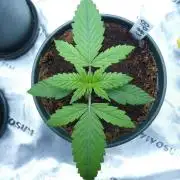 Backseat Preacher - 7 East Genetics