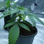 Backseat Preacher - 7 East Genetics