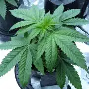 Backseat Preacher - 7 East Genetics