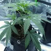 Wyrm Whiskers F1 Test