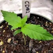 CBD Dragon F3 #2 - 7 East Genetics