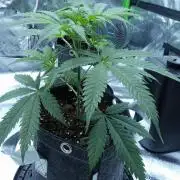 Wyrm Whiskers F1 Test