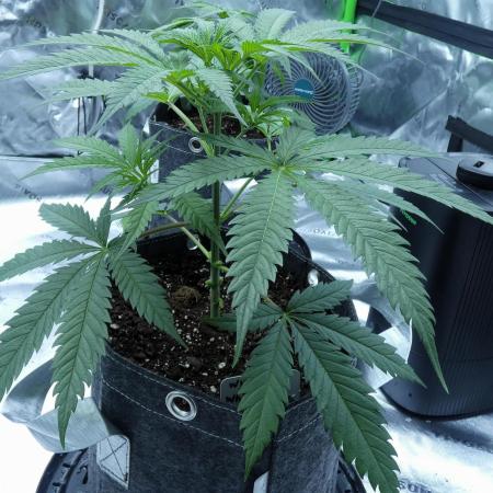 Wyrm Whiskers F1 Test