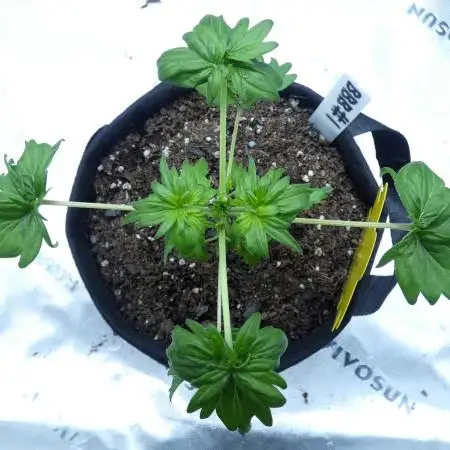 Blueberry Bastard F4 - 7 East Genetics