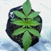 CBD Dragon F3 #4 - 7 East Genetics