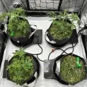 Auto Grow